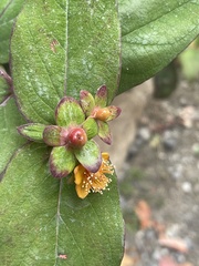 Hypericum fraseri