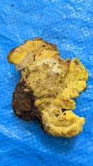 Laetiporus versisporus