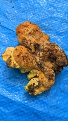 Laetiporus versisporus