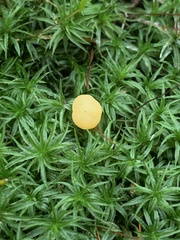 Cudonia lutea