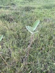 Calotropis gigantea