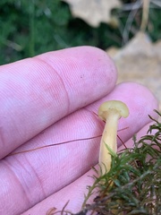 Cudonia lutea