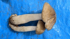 Entoloma