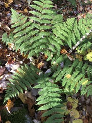 Dryopteris intermedia