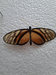 Dircenna kolijkensis