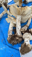 Amanita kotohiraensis