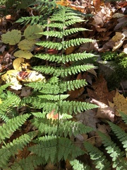 Dryopteris intermedia