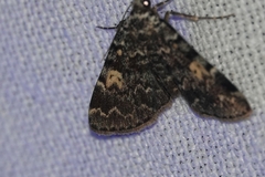 Idia calvaria