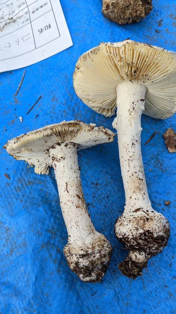 Amanita kotohiraensis · October 2022 · photo: © atsushi_nakajima_cirque (iNaturalist, cc-by)