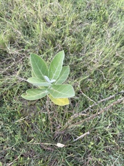 Calotropis gigantea