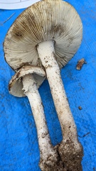Amanita kotohiraensis