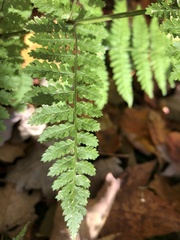 Dryopteris intermedia