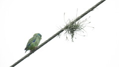 Forpus conspicillatus