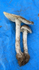 Amanita kotohiraensis