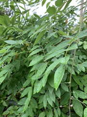 Wisteria sinensis