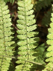 Dryopteris intermedia