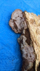 Abundisporus pubertatis