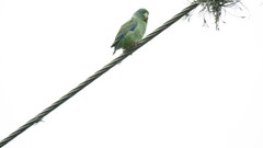 Forpus conspicillatus