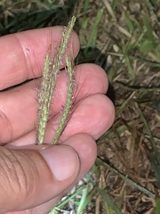 Dichanthium aristatum