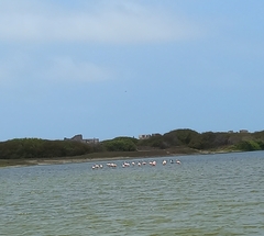 Phoenicopterus chilensis