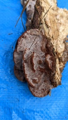 Abundisporus pubertatis