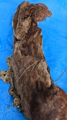 Abundisporus pubertatis