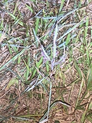 Dichanthium aristatum