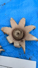 Geastrum lageniforme