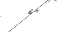 Forpus conspicillatus