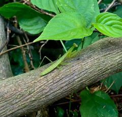Stagmomantis nahua