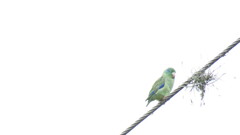 Forpus conspicillatus