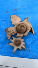 Geastrum lageniforme