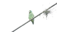Forpus conspicillatus