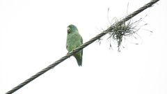 Forpus conspicillatus