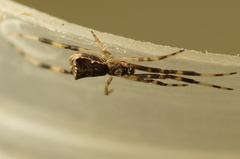 Episinus angulatus