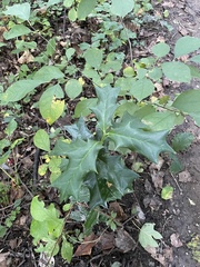 Ilex cornuta