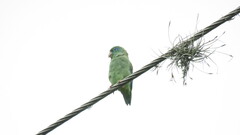 Forpus conspicillatus