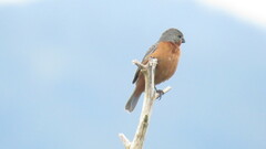 Sporophila minuta