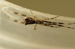 Episinus angulatus