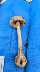 Amanita citrina