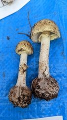 Amanita citrina
