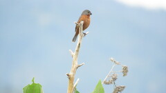 Sporophila minuta