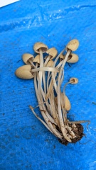 Coprinellus