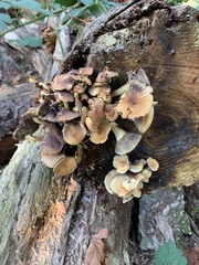 Hypholoma fasciculare