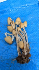 Coprinellus