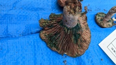 Lactarius hatsudake