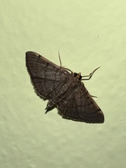 Spilomelinae