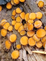 Scutellinia setosa