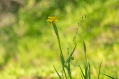 Sisyrinchium graminifolium
