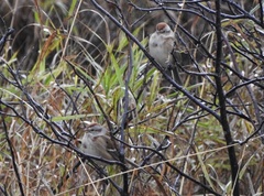 Spizelloides arborea